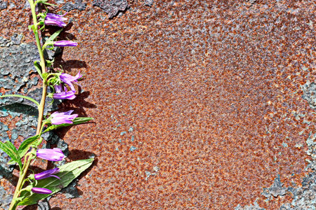 Purple flowers on rusty metal background with copy space for text.の写真素材