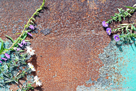Rusty metal background with wildflowers, top view, copy spaceの写真素材