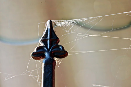 spider web with spider web, close-up, macro photographyの写真素材
