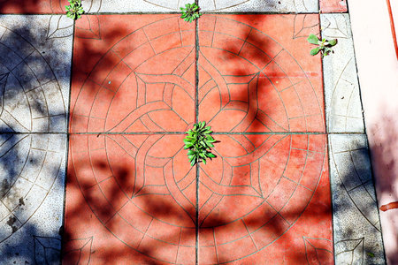 abstract of a ceramic tile for decoration in the garden and green plantの写真素材