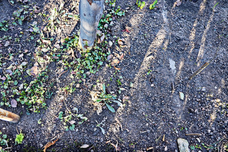 Bare tree trunks and leaves on the ground in the garden.の写真素材