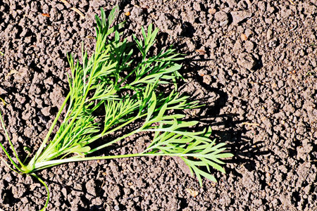 Green leaves of dill on the ground in the vegetable garden.の写真素材