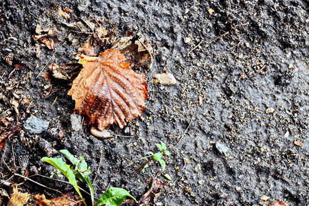 Fallen autumn leaf on the asphalt. The concept of environmental pollution.の写真素材