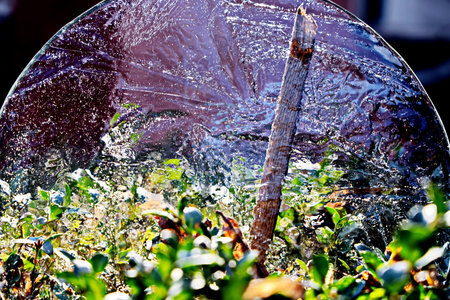 Watering plants in the garden with a transparent umbrella in the summerの写真素材