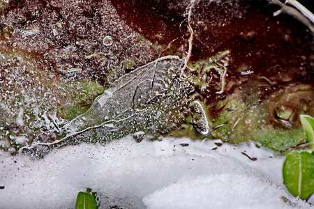 Water droplets on the leaf in the ice. close-up.の写真素材