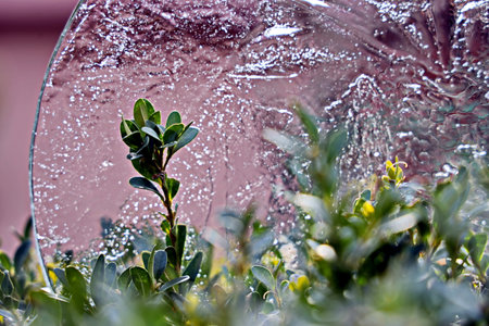 close up of a broken glass with a green plant in the foregroundの写真素材