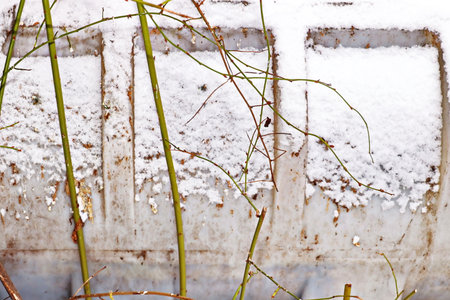 Close-up of grass growing on a rusty metal tank covered with snowの写真素材