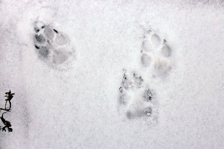 Dog tracks in the snow. Footprints in the snow. animal tracks.の写真素材