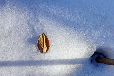 Leaf on the snow in the winter, closeup of photoの写真素材