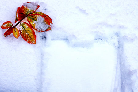 Red autumn leaves covered with snow. winter background. copyspace.の写真素材