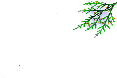 Watercolor Christmas tree branch isolated on white background. hand drawn illustration.の写真素材