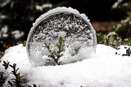 crystal ball with plant growing in the snow on the nature backgroundの写真素材