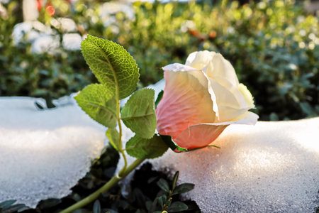 White rose in the snow on the background of green grass and blue skyの写真素材
