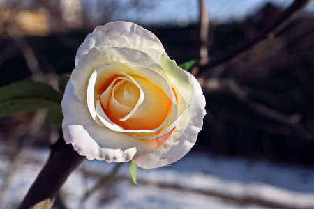 White rose on a background of snow and trees in the park.の写真素材