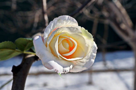 White rose with yellow petals on a background of the winter landscapeの写真素材