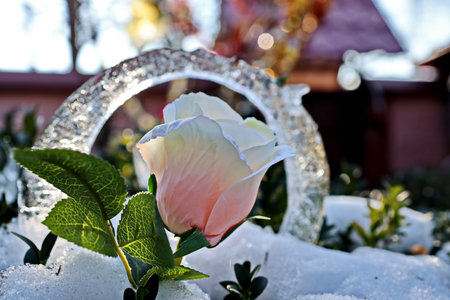 white and pink rose in the snow on the background of a mirrorの写真素材