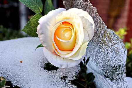 White and yellow rose on the background of the frozen ice in the winterの写真素材