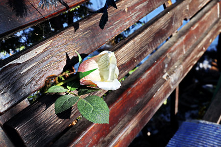 White rose on the wooden bench in the park. selective focus.の写真素材