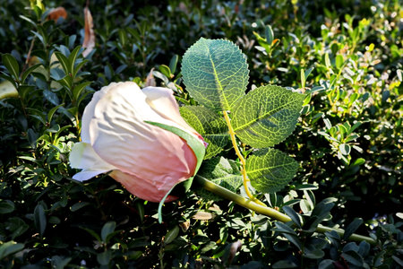 Close up of a pink rose with green leaves in the garden.の写真素材