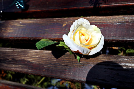 White rose on a wooden bench in the park, close-upの写真素材