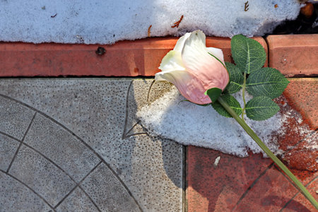 White rose lies on the snow on the background of red brick.の写真素材