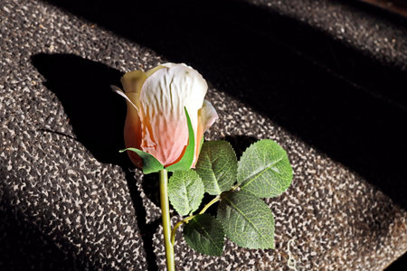 Flower on the background of a black carpet. selective focus.の写真素材