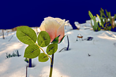 Beautiful rose flower on the background of blue sky and white snowの写真素材