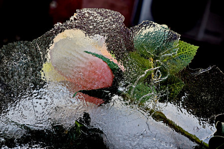 Frozen rose in the ice. Shallow depth of field.の写真素材