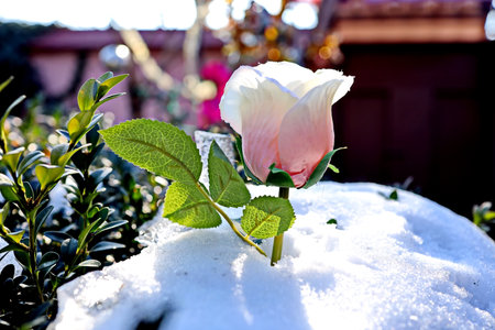 Beautiful pink rose flower in the garden on the snow background.の写真素材