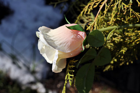 White rose with green leaves in the garden on a sunny winter dayの写真素材