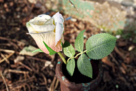 White rose in a clay pot with green leaves on the ground.の写真素材