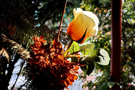 Yellow flower with green leaves on a background of trees in the parkの写真素材