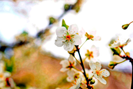 Cherry blossoms in spring, close-up, selective focusの写真素材
