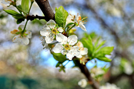 Blossoming branch of cherry on a spring day close-upの写真素材