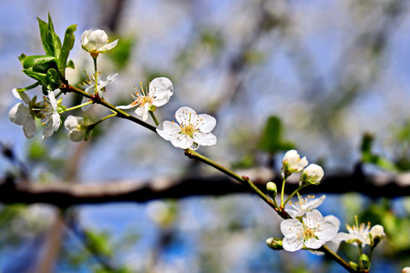White flowers on the branches of a blossoming tree in spring.の写真素材