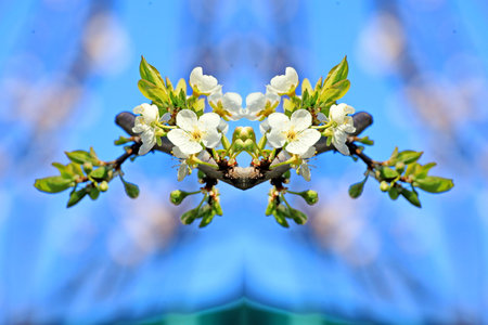 Beautiful blossoming branch of apple tree on blue sky background.の写真素材