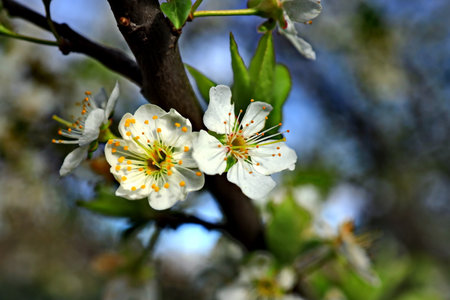 Flowers on the branches of a cherry tree in the garden.の写真素材
