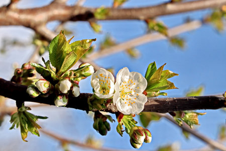 Blossoming tree branch with white flowers on a background of blue skyの写真素材