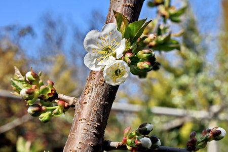 cherry blossom in spring, close-up of white flowersの写真素材