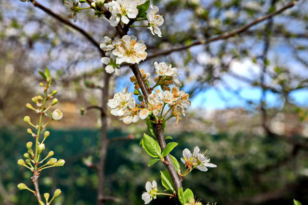 Blossoming branch of apple tree in spring, close-upの写真素材