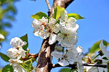 Flowering branch of apple tree on a background of blue skyの写真素材