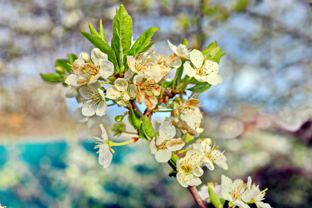 blossoming branch of cherry in spring on a background of blue skyの写真素材