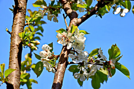 blossoming branch of apple tree with white flowers on blue sky backgroundの写真素材