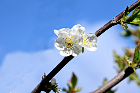cherry blossom on a tree in spring against the blue skyの写真素材