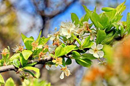 cherry blossom in spring, close-up of blossoming treeの写真素材