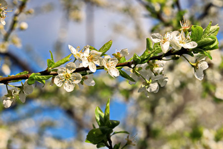 cherry blossoms in spring, close-up of white flowersの写真素材