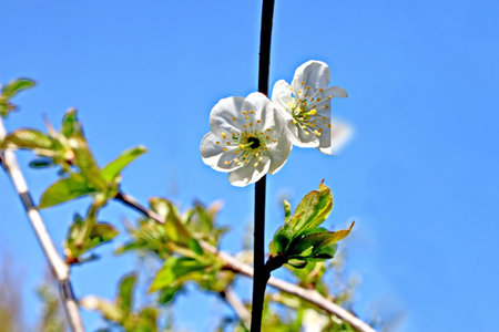 cherry blossom in spring, close-up of white flowersの写真素材