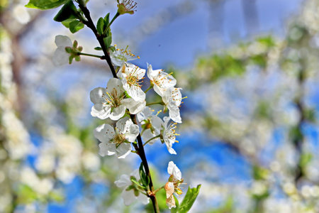 Flowering branch of cherry on a background of blue sky.の写真素材