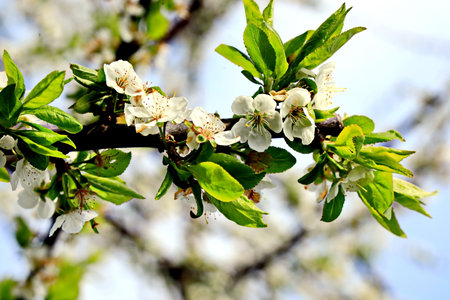 cherry blossom in spring, closeup of white flowers on branchの写真素材