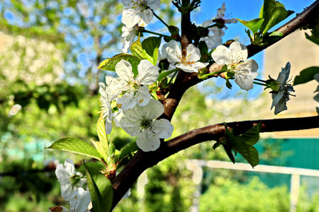 Blossoming branch of cherry in the spring on a sunny dayの写真素材